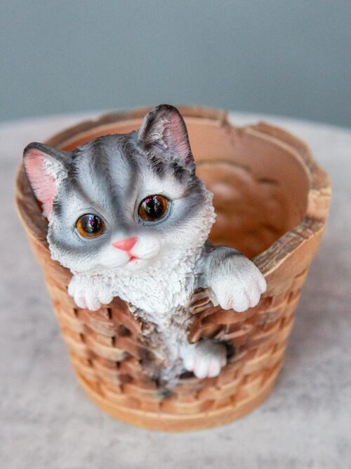 Котик в корзине