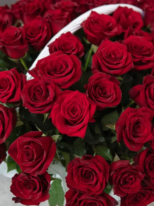 101 красная роза Эквадор в корзине 60 см