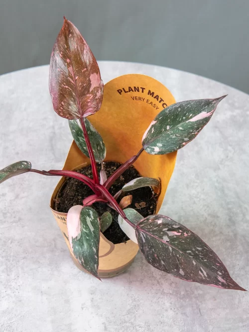 Филодендрон Пинк Принцесс (Philodendron Pink Princess) купить в Брянске
