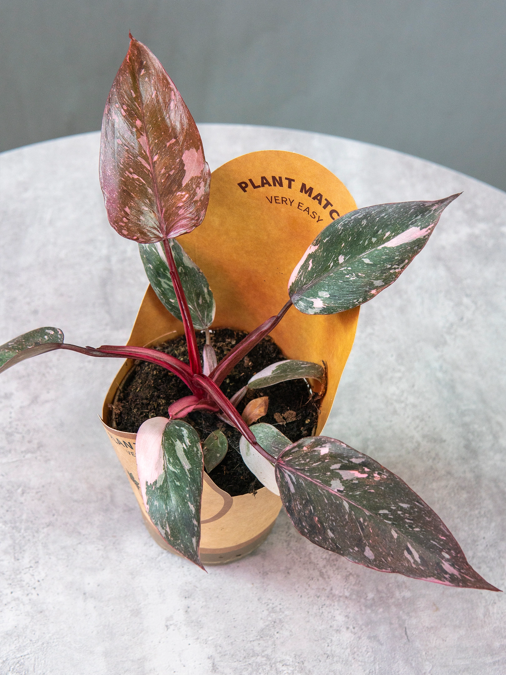 Филодендрон Пинк Принцесс (Philodendron Pink Princess) купить в Брянске