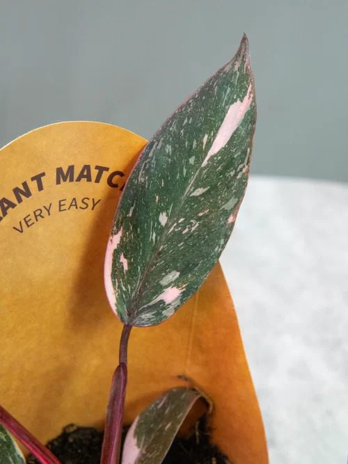 Филодендрон Пинк Принцесс (Philodendron Pink Princess) купить в Брянске