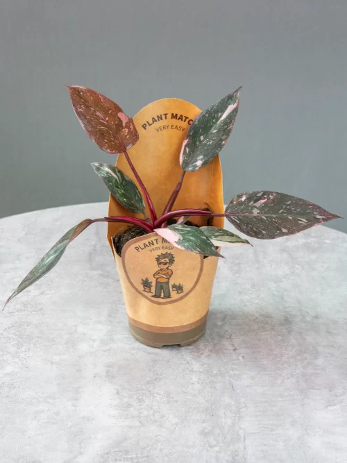Филодендрон Пинк Принцесс (Philodendron Pink Princess) купить в Брянске